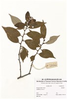 藏品(蔓胡頹子)的圖片